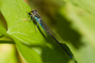 Erythromma viridulum